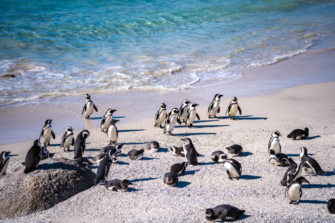 Colonie de manchots de Boulders Beach, au Cap, en Afrique du Sud.