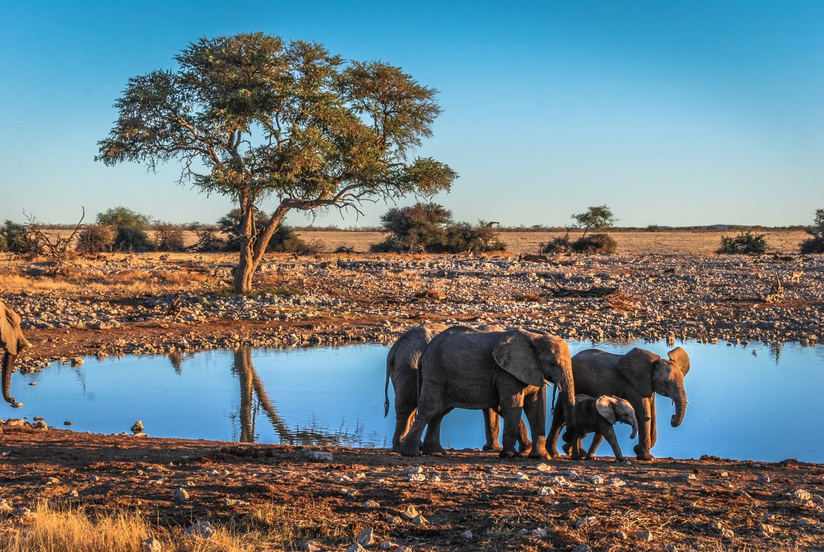 Éléphanteau près d'un point d'eau, dans le parc national d'Etosha, en Namibie, Afrique