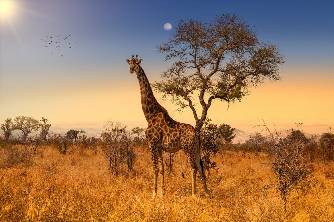 Girafe debout au pied d'un arbre, coucher de soleil avec la lune en arrière-plan dans le Parc National Kruger