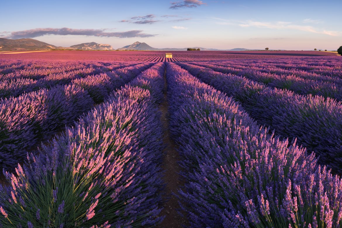 Champs de lavande