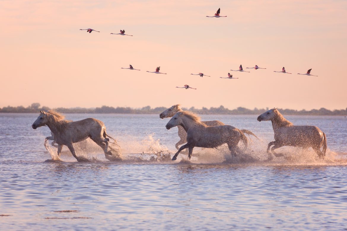 camargue Chevaux en Camargue au coucher du soleil