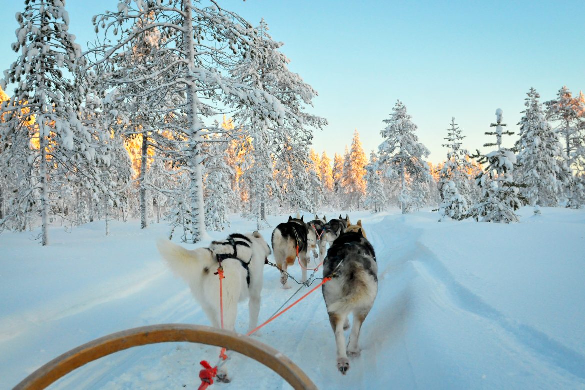 Sled dogs run in Lapland forest Des chiens de traîneau courent dans la forêt lapone