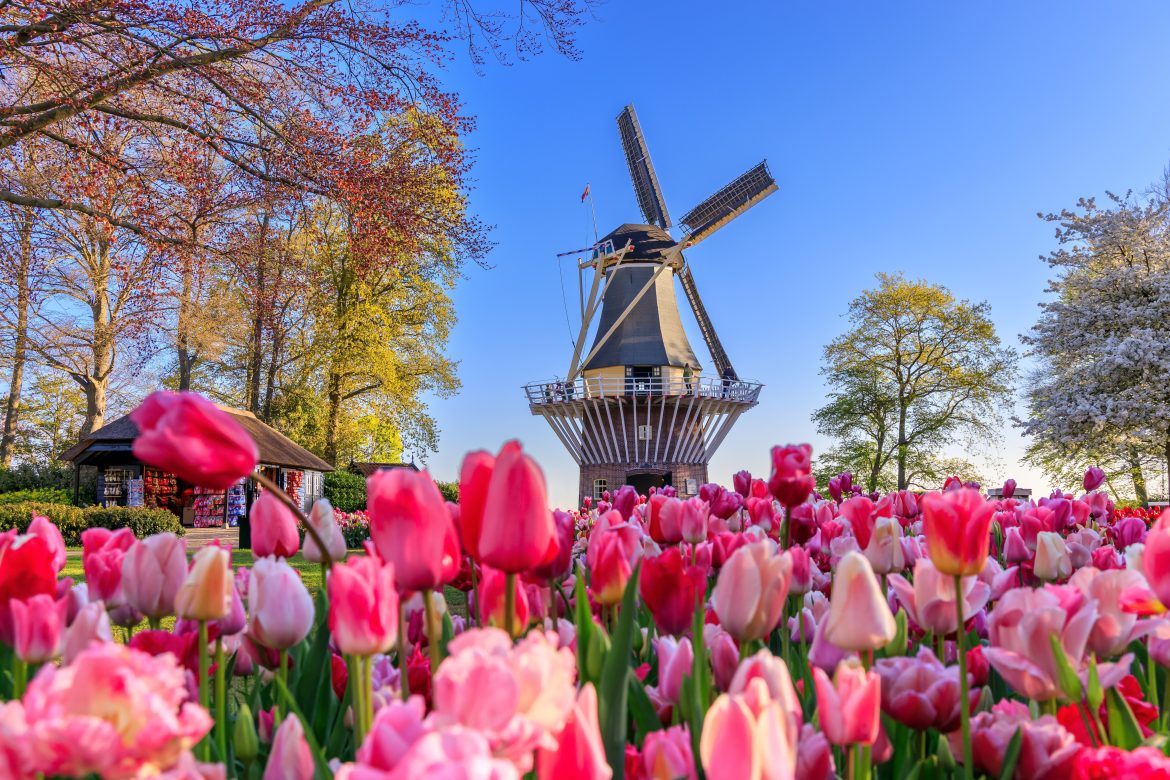 Parc Keukenhof fleuri de tulipes roses près de Amsterdam